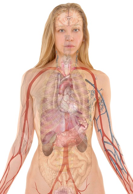 Illustration of a person with a transparent overlay showing internal organs, blood vessels, and part of the nervous system. Perfect for an Online Course on Human Anatomy, the image includes the brain, lungs, heart, liver, stomach, intestines, and major arteries and veins.