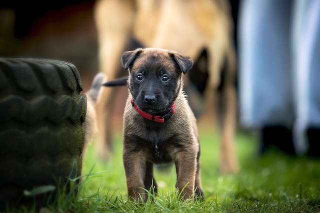 A small brown puppy with a red collar stands alert on green grass. An out-of-focus tire and larger dog are in the background, possibly pondering "Can Dog Eat" that delicious treat nearby?