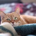 A ginger cat with green eyes lies on a bed, its head resting on a cozy blue and white blanket. The background is softly blurred, highlighting the cat's relaxed and content expression—ideal for tips to help prevent cat hairballs.